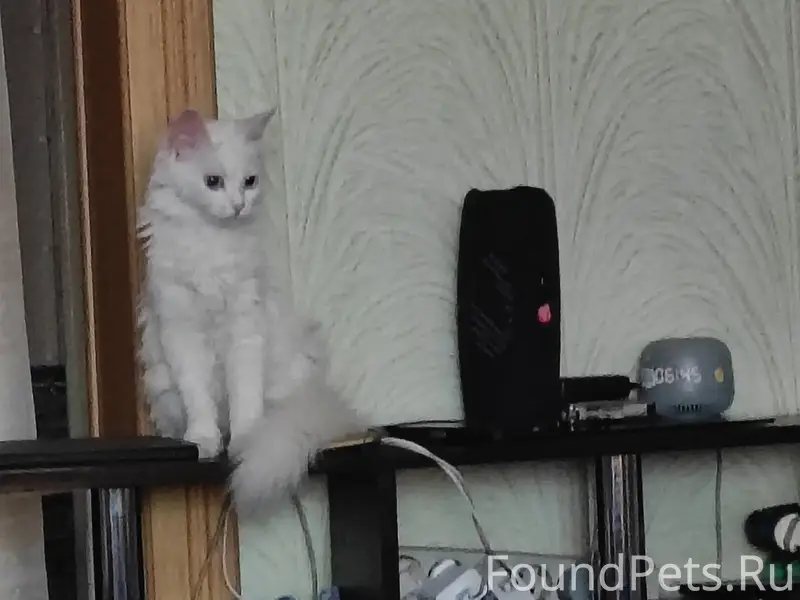 Пропала кошка, глухая, без клички