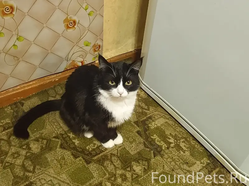 Пропала кошка Ксюша, 23-я линия 'Северсталь-2'