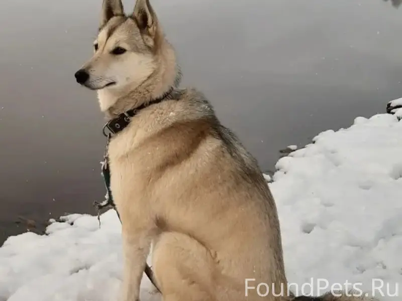 Пропала собака, село Романово