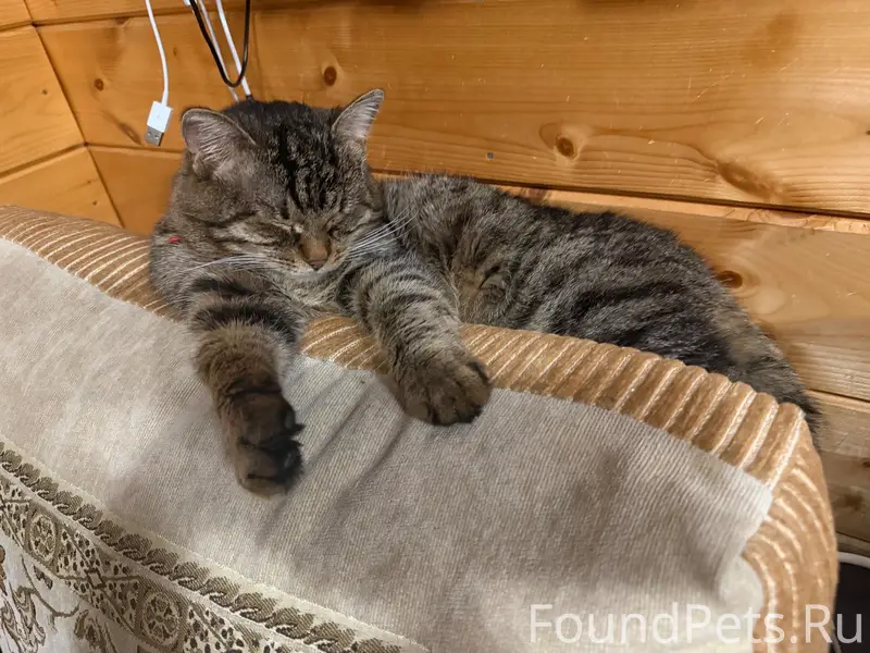 Пропал кот Филя, Останкино