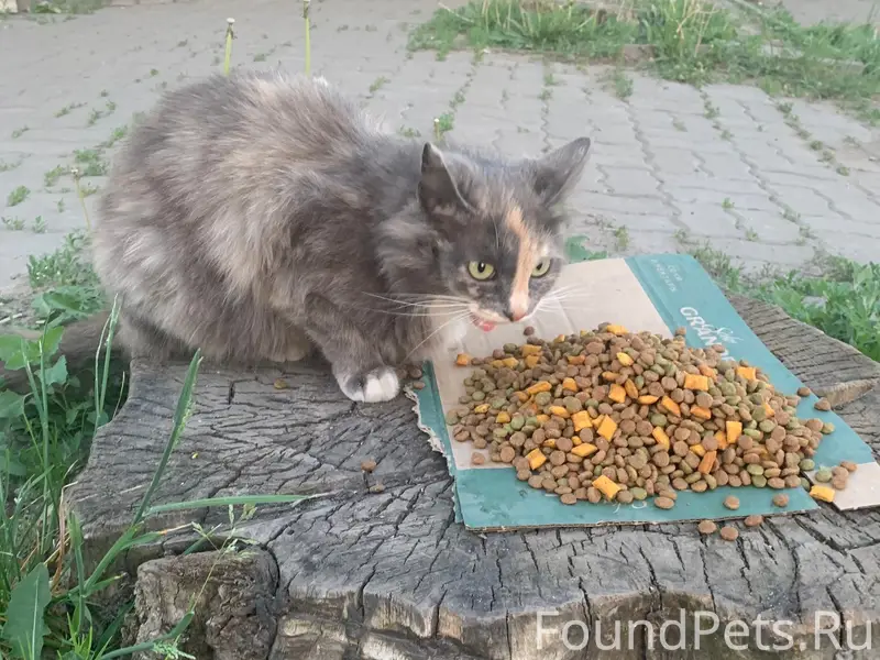 Найдена кошка, [место: около автовокзала]