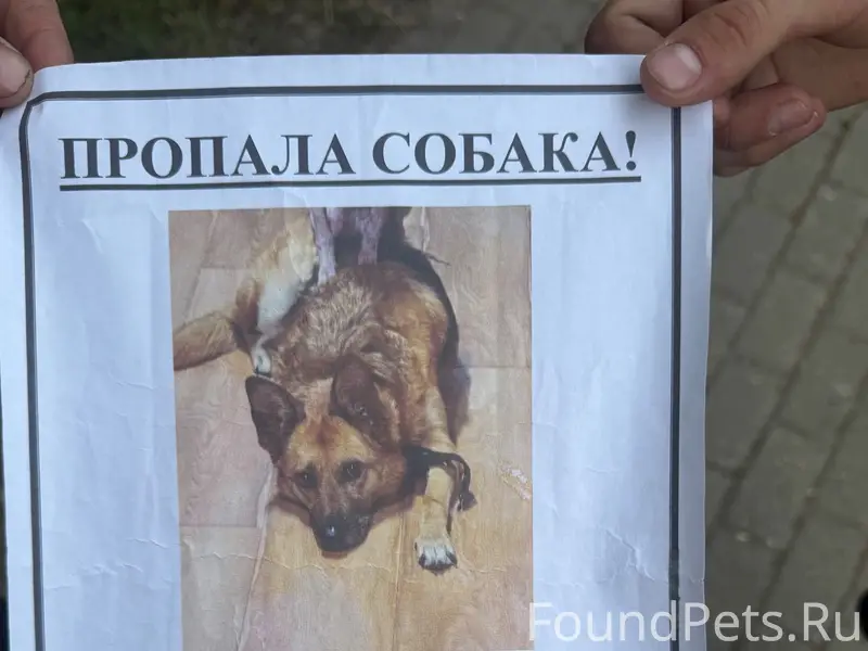 Пропала собака, Ямкино