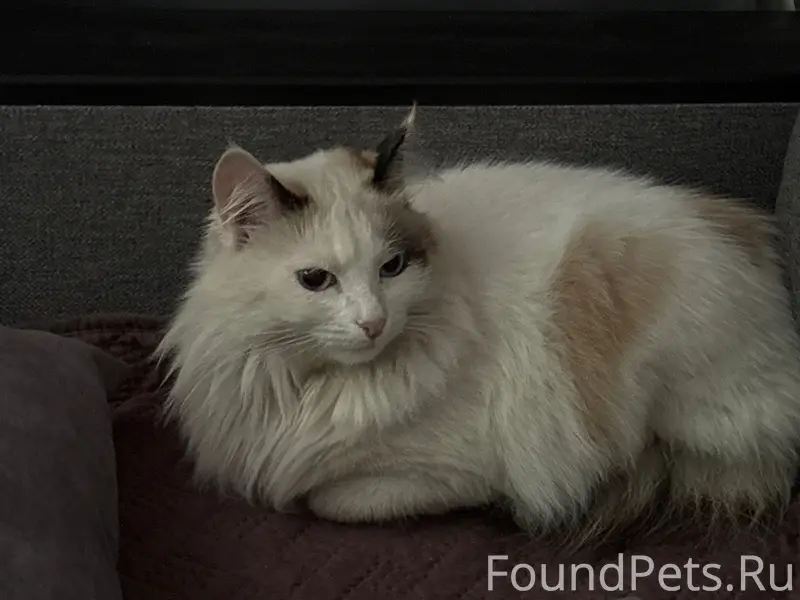 Найдена кошка, район Маршала Жукова