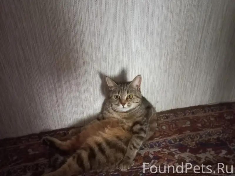 Пропала кошка, район ул. Свободы, ул. Мира