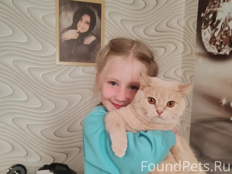 Пропала кошка, Строительная 5А