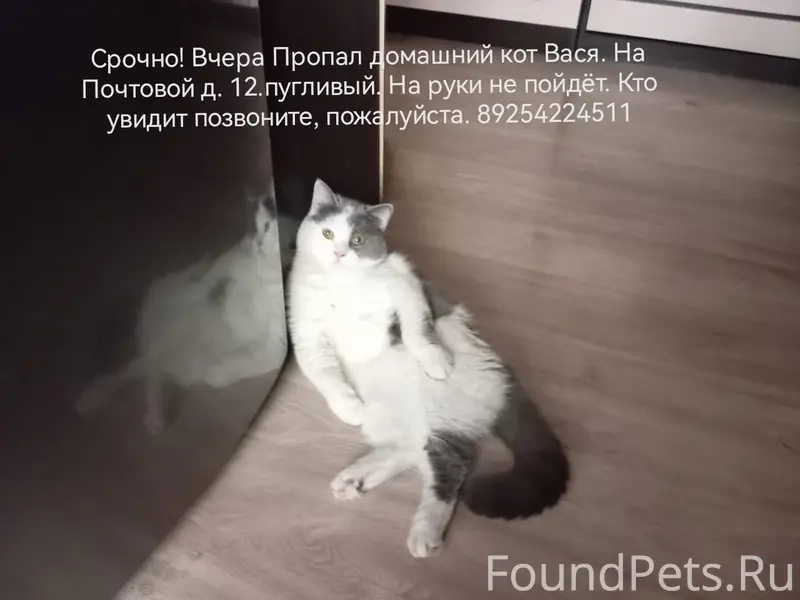 Пропал кот Вася, г. Ликино-Дулёво
