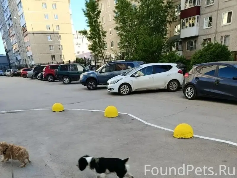 Пропал пёс, Гайва, район Вильямса