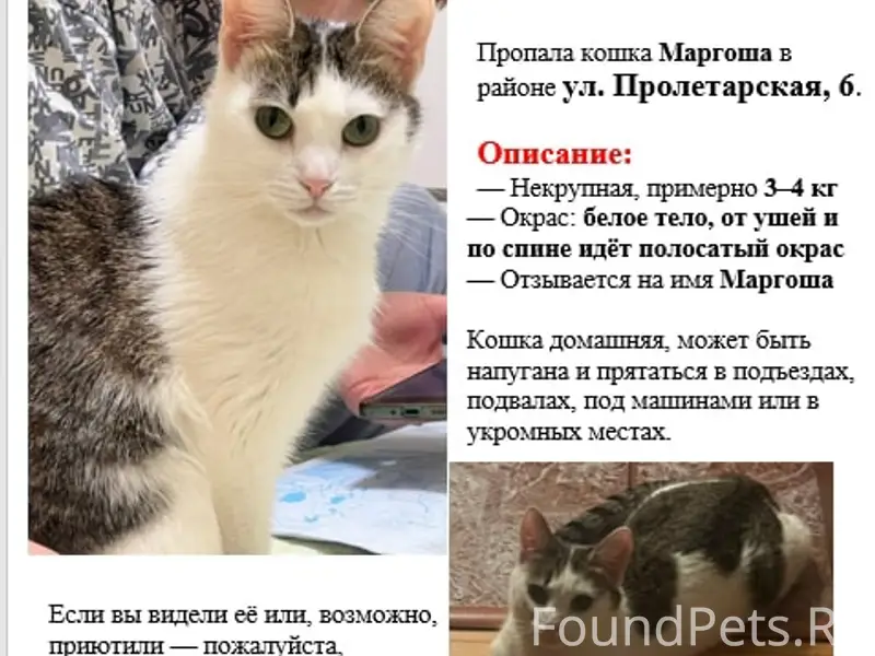 Пропала кошка, центр (ул. Пролетарская 6)