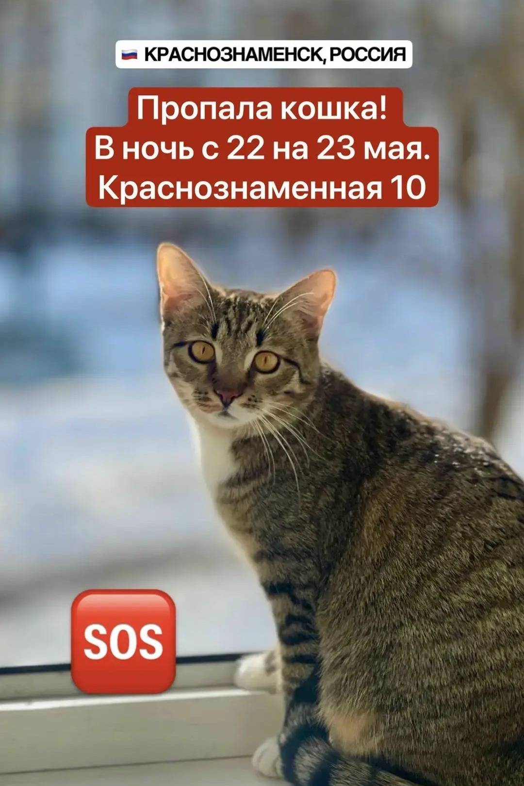 Пропала кошка Леста