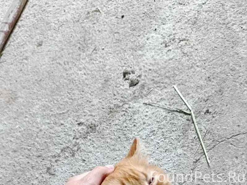 Пропал кот Персик, посёлок