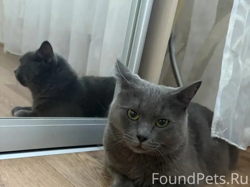 Найден кот, Всесвятская 2