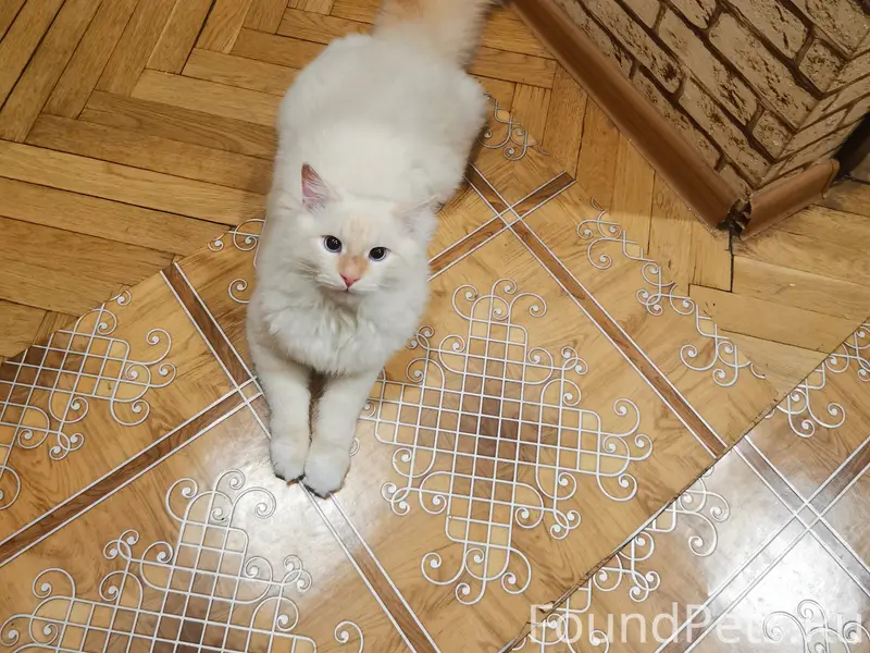 Пропал кот
