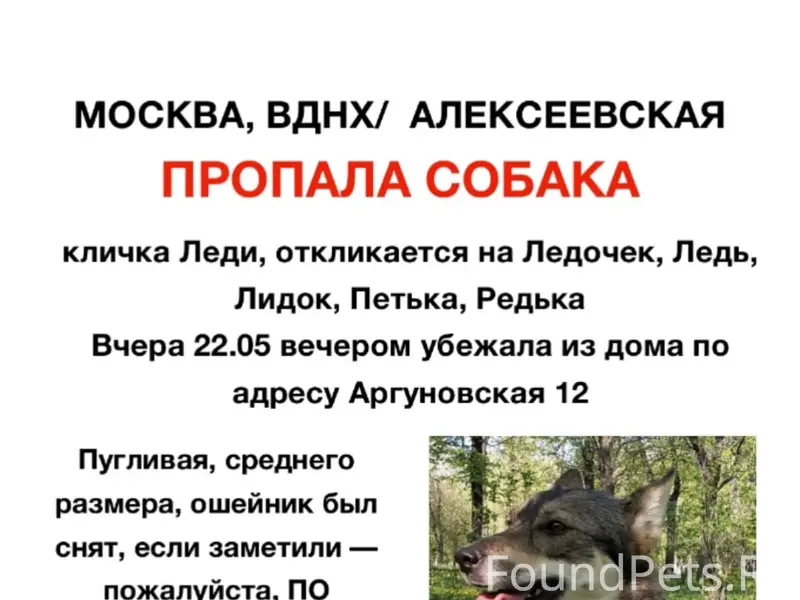 Пропала собака, Москва