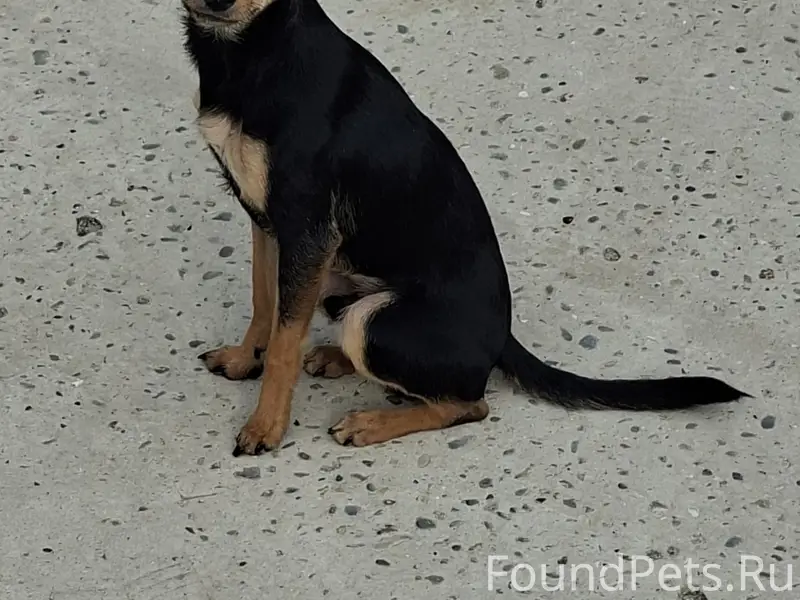 Пропал пёс, район дк