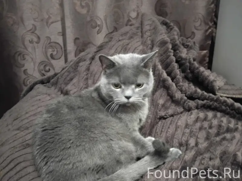 Пропал домашний кот, ул. Охотничья