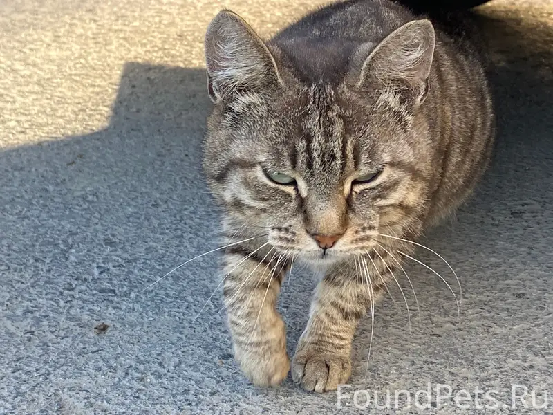 Найдена кошка, 7 а микрорайон