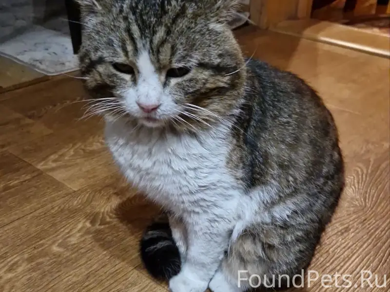 Пропал кот Феликс, Залинейный мкр-н