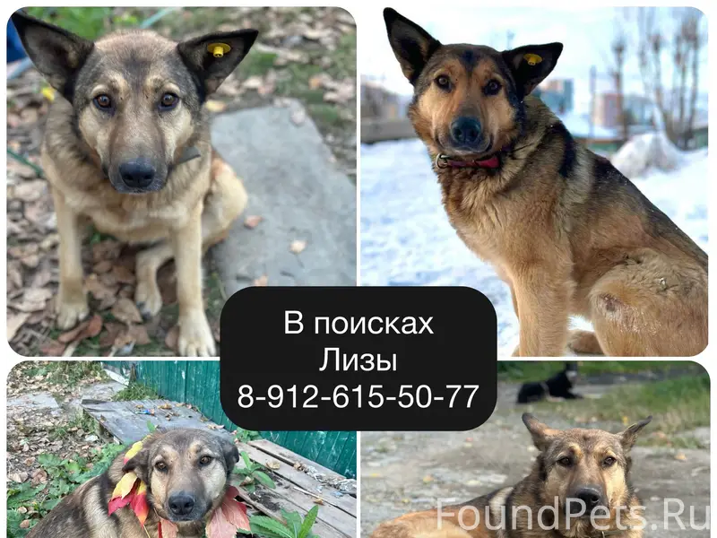 Пропала собака Лиза, Екатеринбург