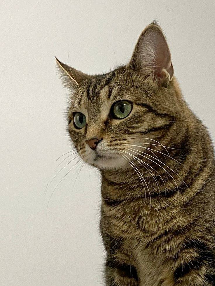 Найден кот полосатого окраса, Засвияжье