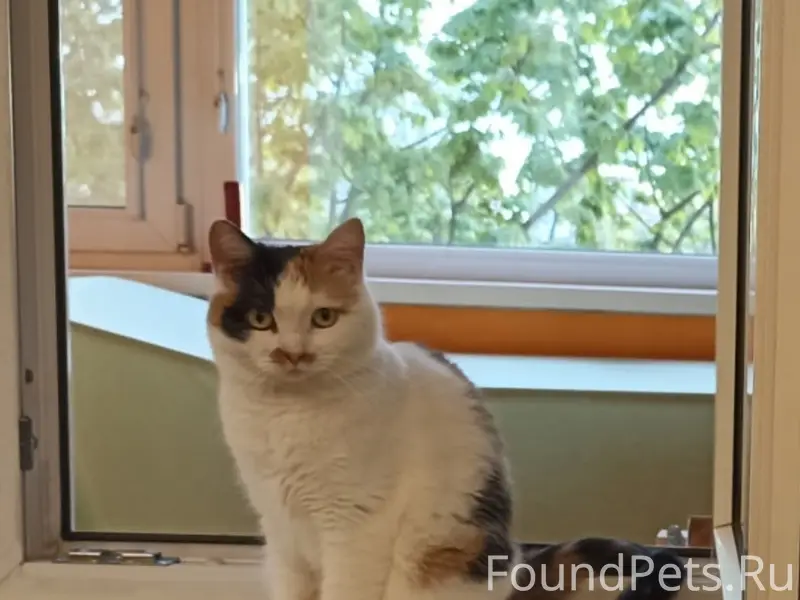 Пропала кошка Марта, Долгопрудный
