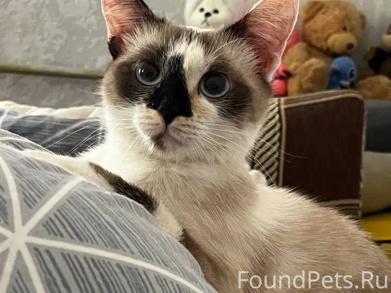 Пропала кошка Майя, Северный район
