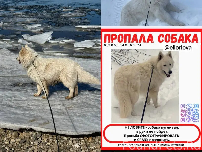Пропал Белая швейцарская овчарка Барс, Чувашия