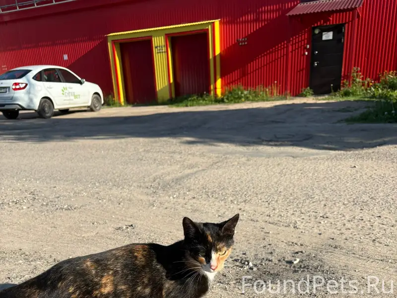 Найдена кошка, Фурманова