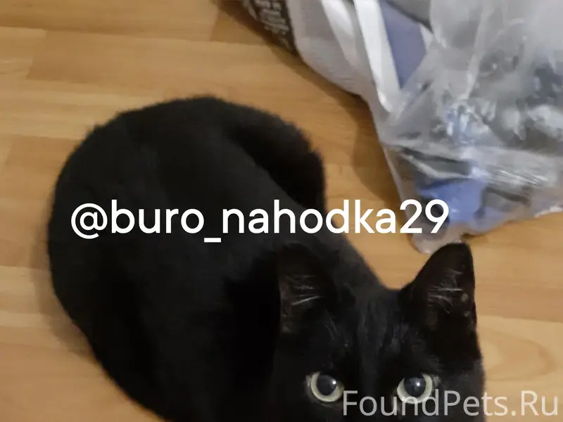 Пропал кот Жора, район Октябрят