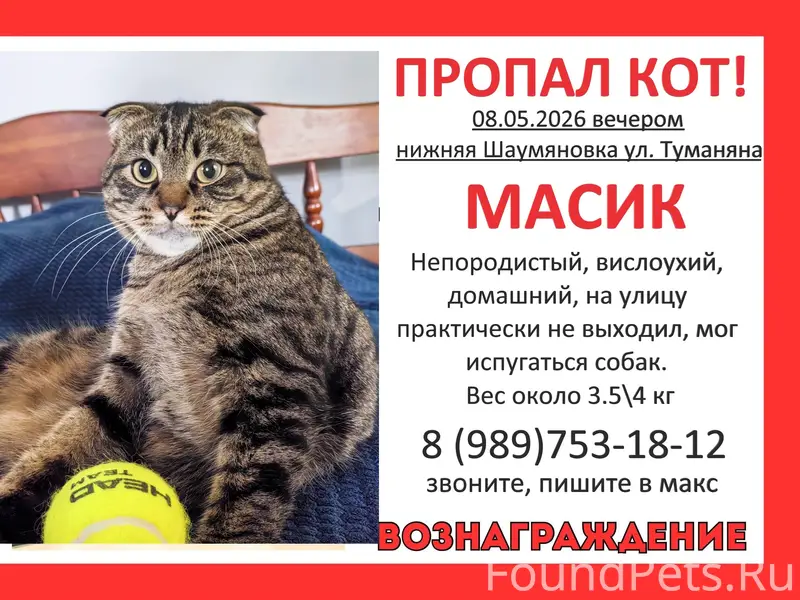 Пропал беспородный вислоухий кот, Нижняя Шаумяновка