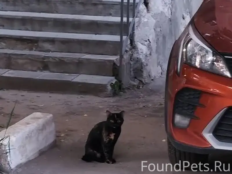 Найдена кошка, пр. Заречный, 6