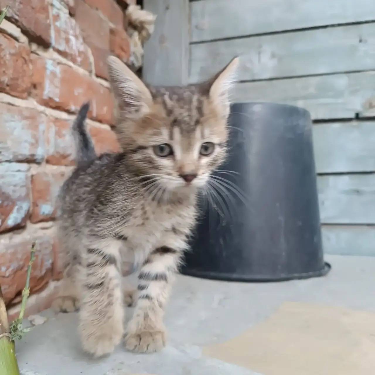 Найден котёнок, Ленинский район