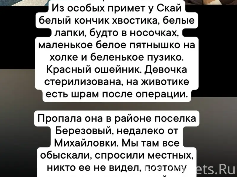 Пропала собака Скай, посёлок Березовый