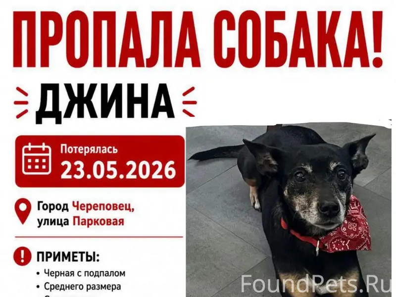 Пропала собака 