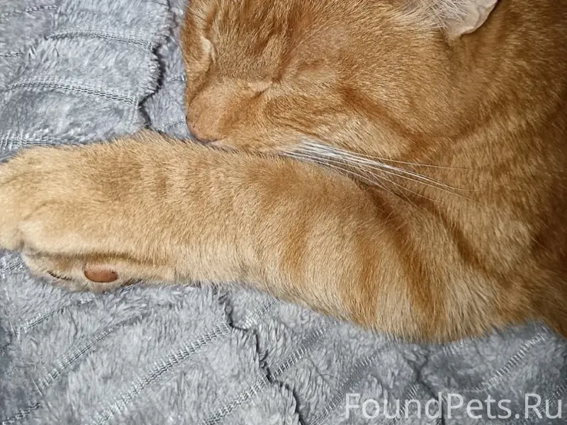 Пропал кот Рыня, Пиндуши