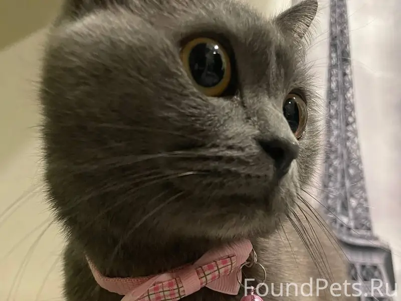 Пропала кошка,