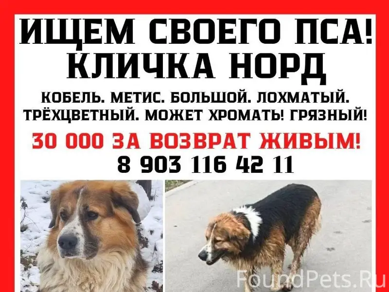 Пропал мальчик Норд, Сходня/Голиково/Чашниково