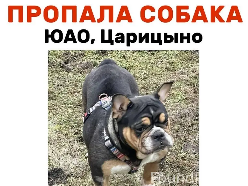Пропала метис бульдога, Царицыно
