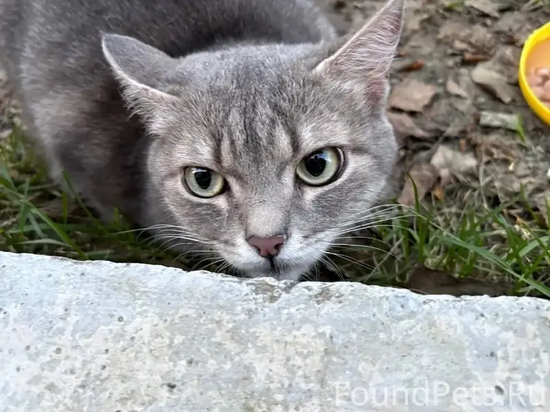 Найдена кошка, Осинники