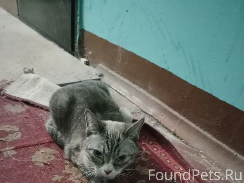 Найдена домашняя кошка, место неизвестно