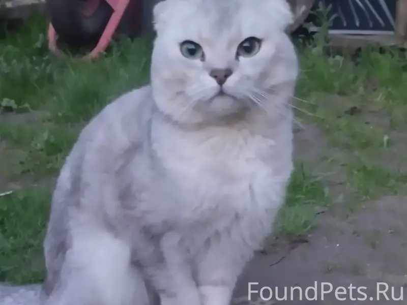 Найден кот, ул. Гоголя