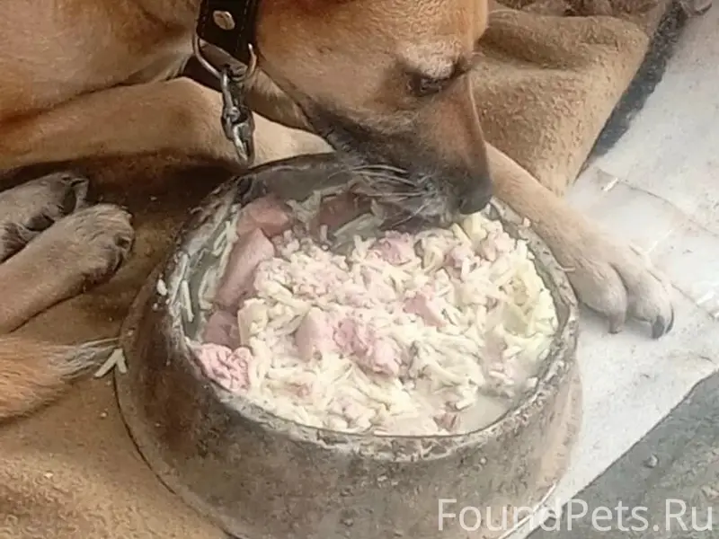 Пропала собака Найда