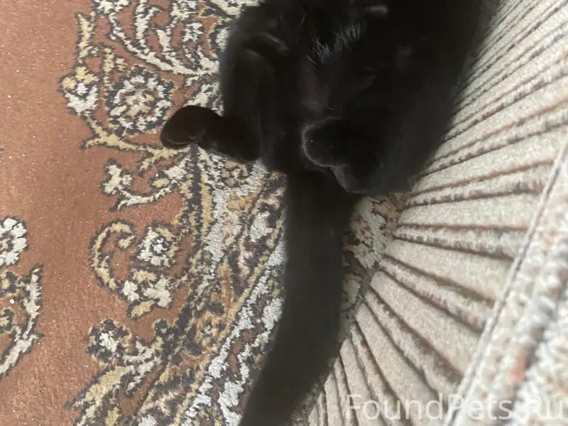 Пропал кот Котю, переулок Привокзальный