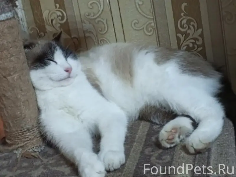 Пропал кот Барсик