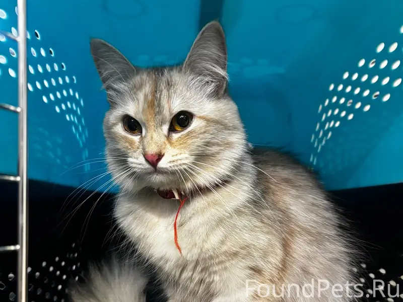 Найдена кошка, район Мясокомбината