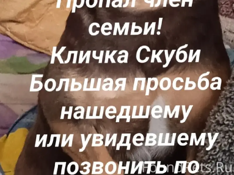 Пропала собака, Старый город, район телевышки