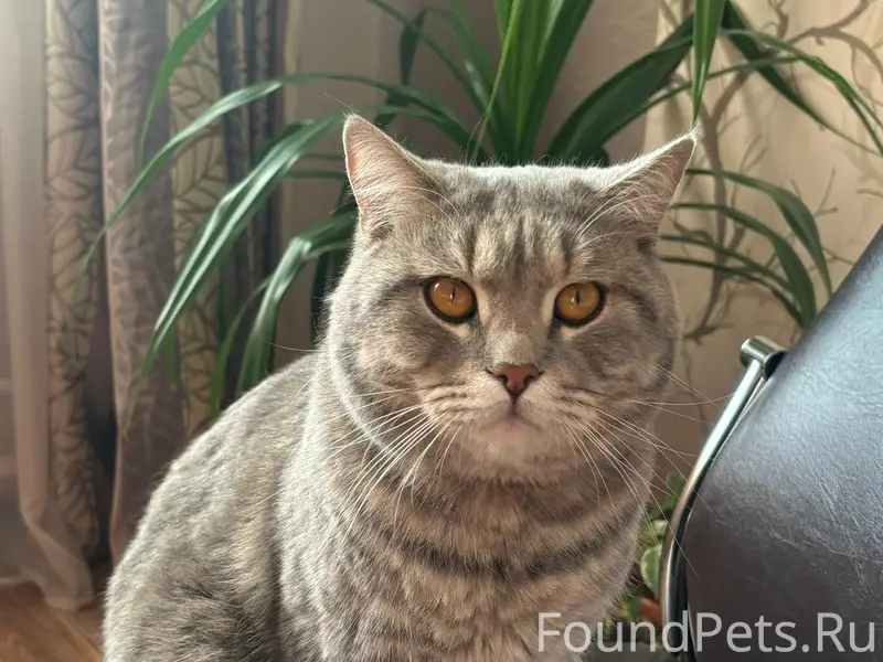Пропал прямоухий шотландец Саймон, район ул. Бограда — ул. Советская