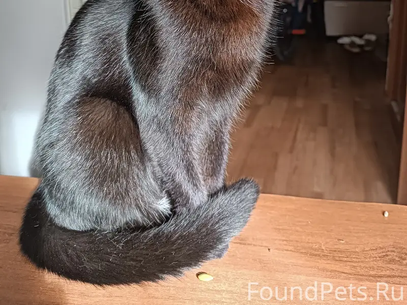 Пропал чёрный кот, район Песчаной