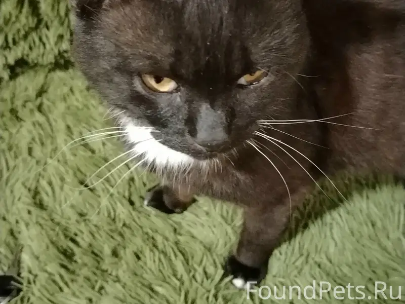 Пропал кот Тимошка, МСО