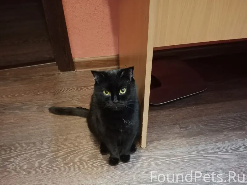 Пропала кошка Нюша, район улицы Герцена