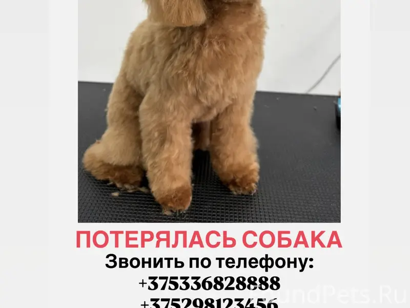 Пропала рыжая той пудель